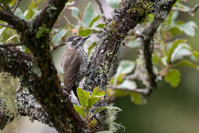 Arizona Woodpecker