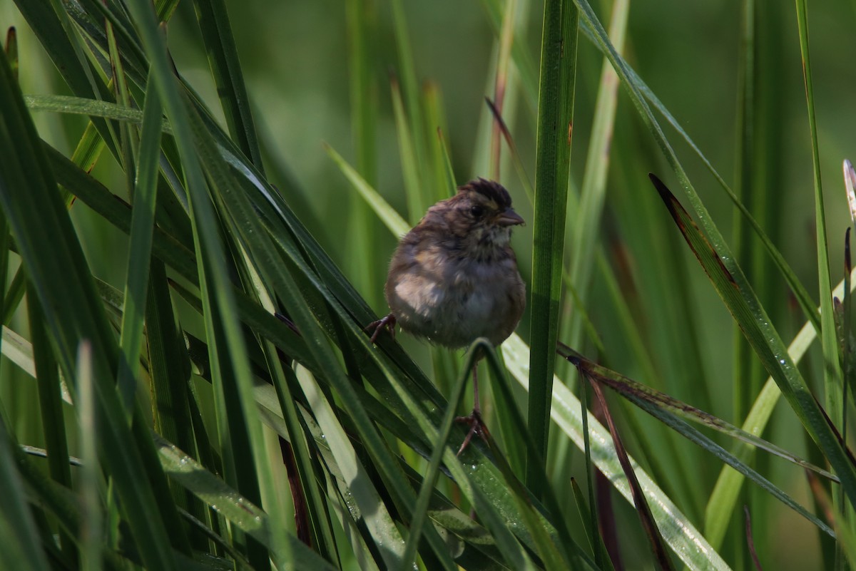 Swamp Sparrow - Sandy C