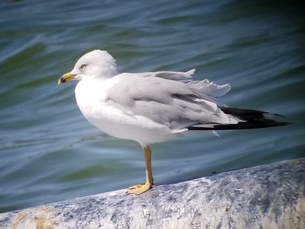 Ring-billed Gull - Donald Pendleton