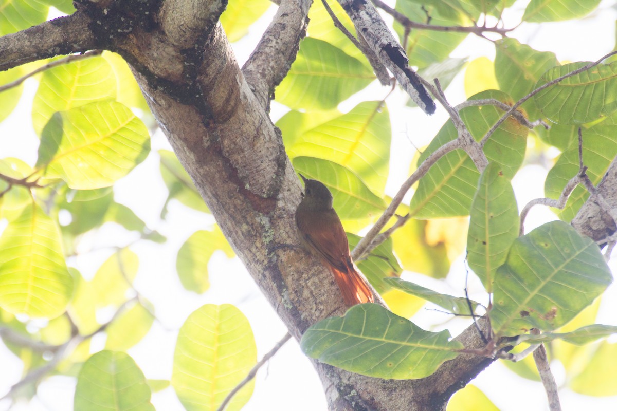 Olivaceous Woodcreeper (Grayish) - Francis Canto Jr