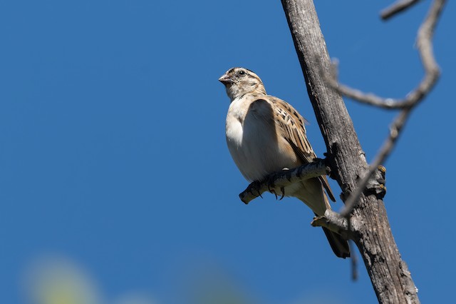 Pin-tailed Whydah