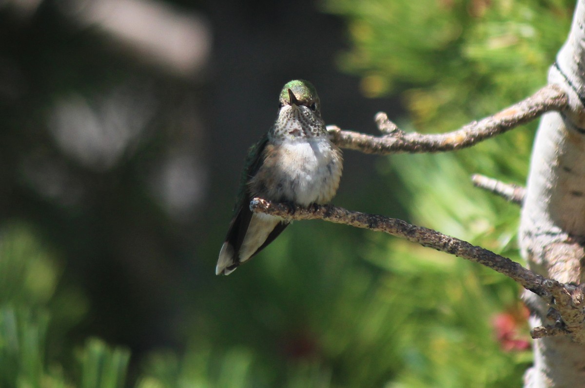 Broad-tailed Hummingbird - Esme Rosen