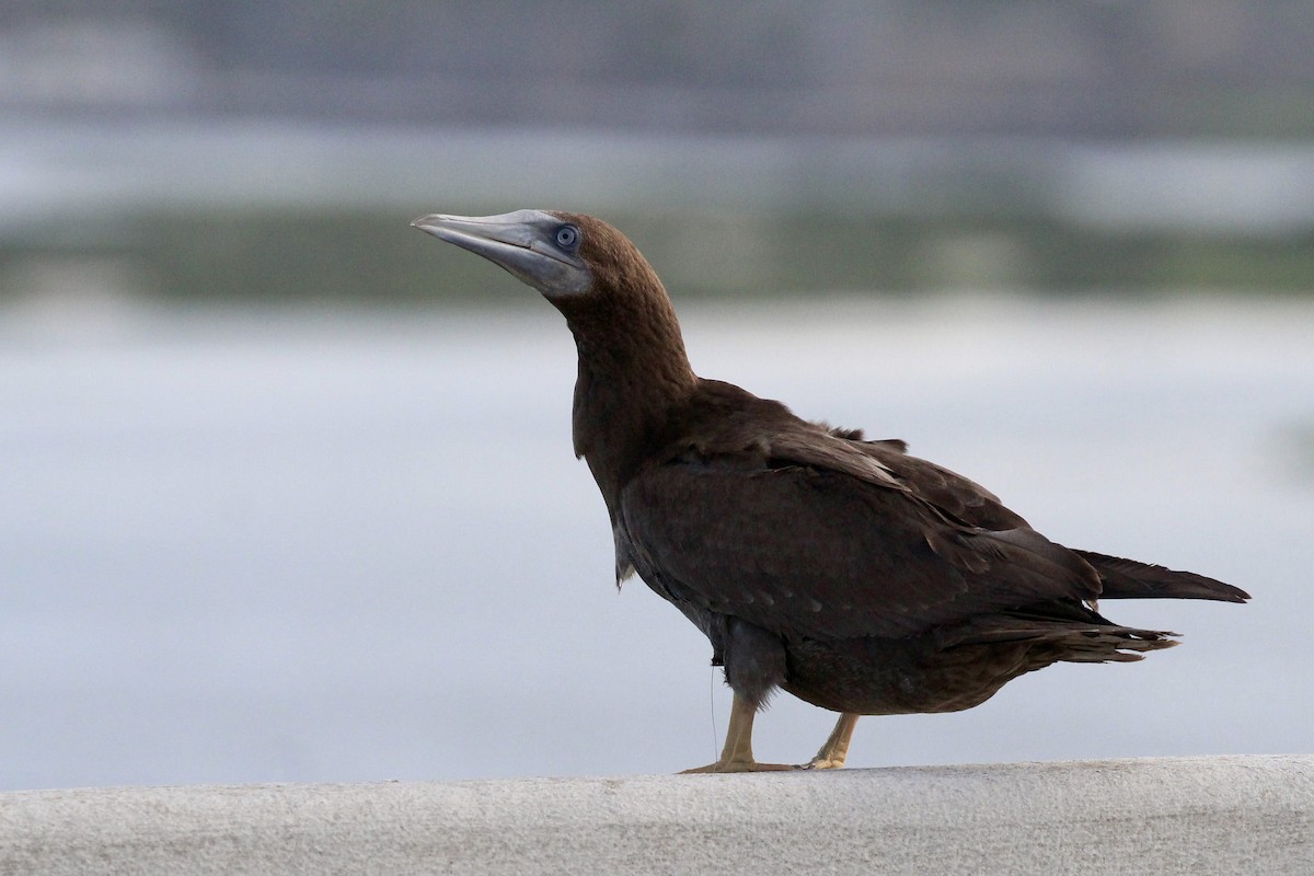 Brown Booby - ML66093781