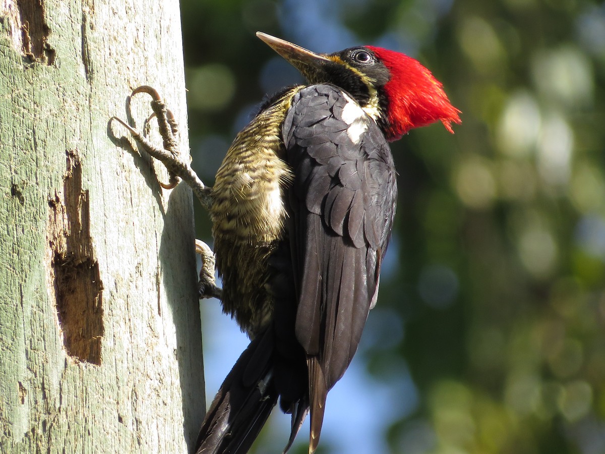 Lineated Woodpecker - John and Milena Beer