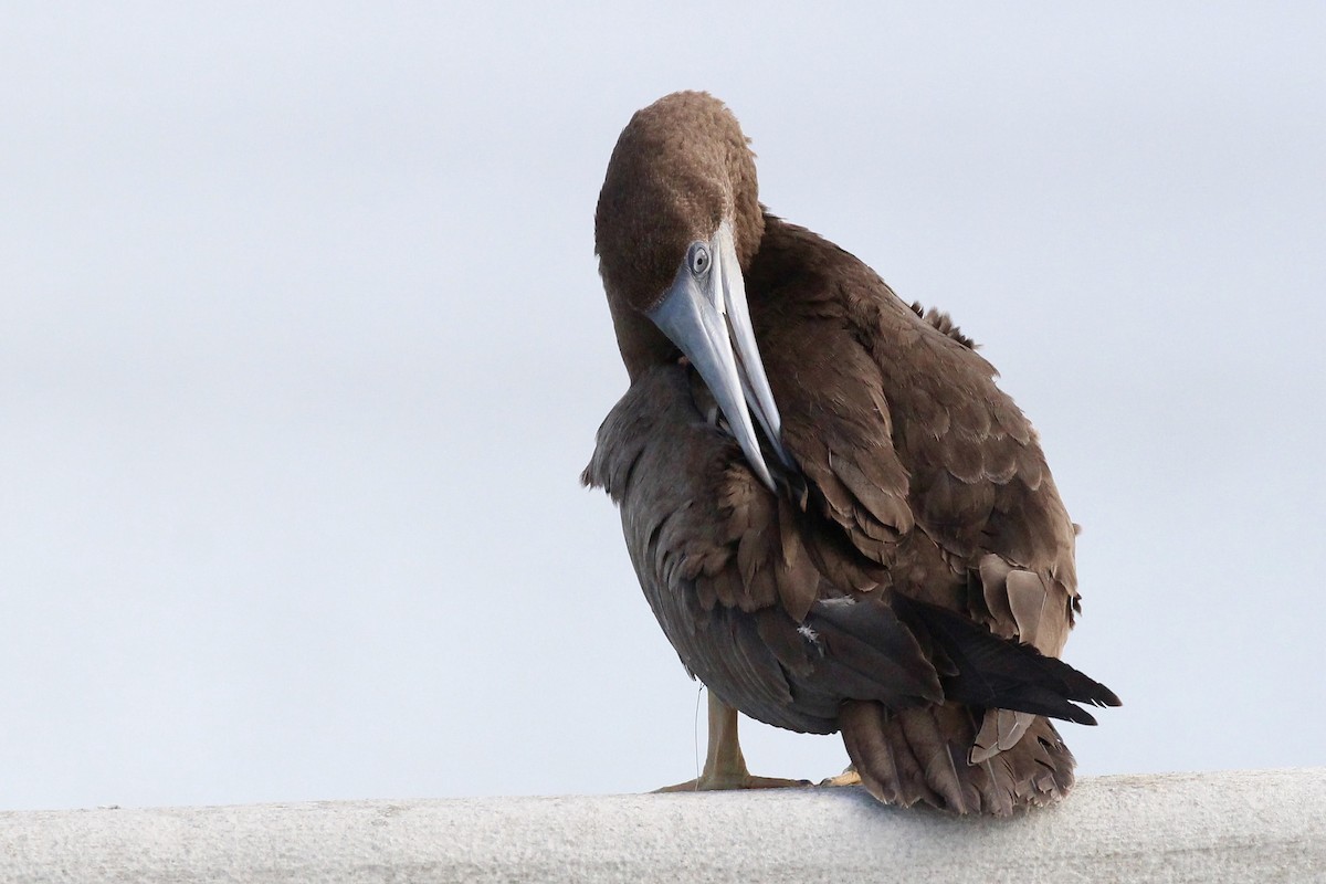 Brown Booby - ML66094551