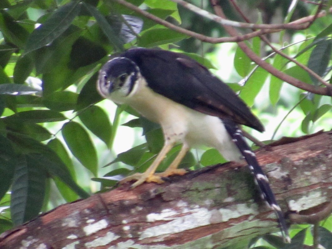 Collared Forest-Falcon - Isaias Morataya