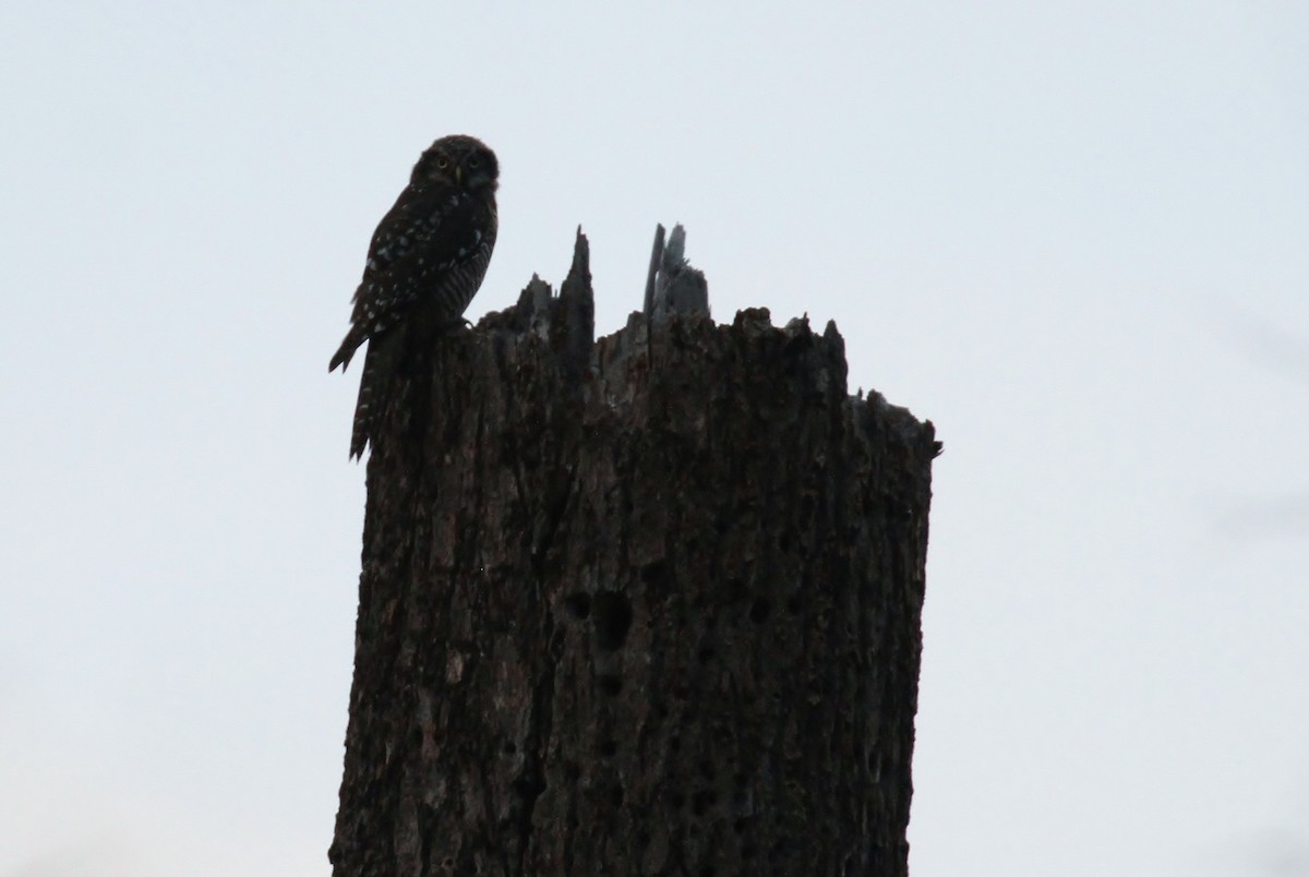 Northern Hawk Owl - ML66097541