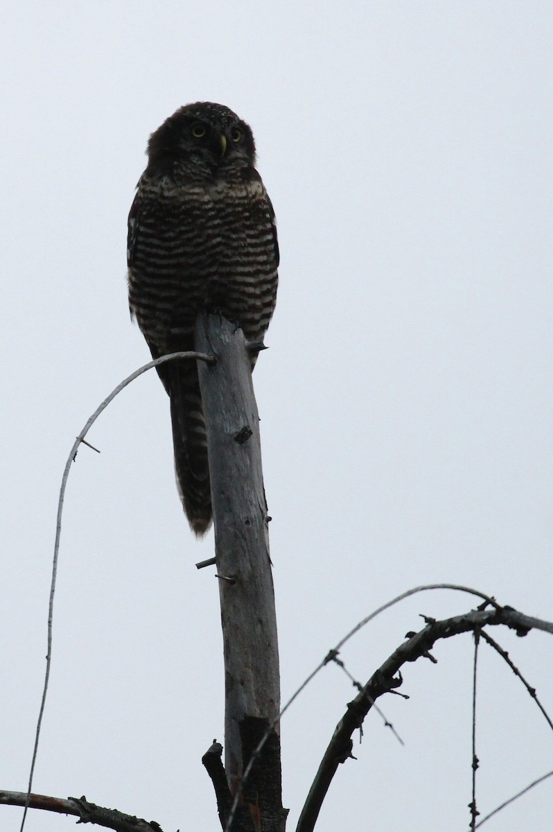 Northern Hawk Owl - Alex Lamoreaux