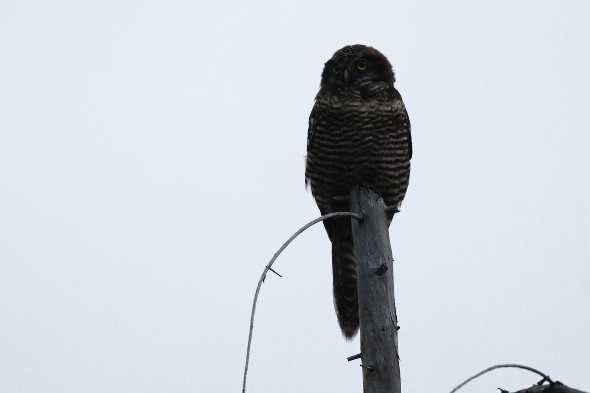Northern Hawk Owl - ML66097601
