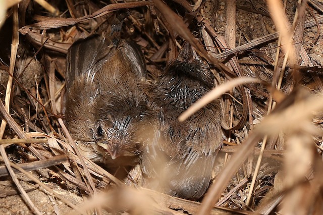 Two chicks. - Red-backed Fairywren - 