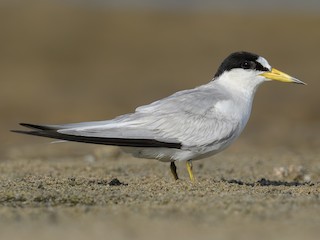 アラビアコアジサシ - eBird