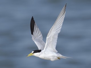 アラビアコアジサシ - eBird