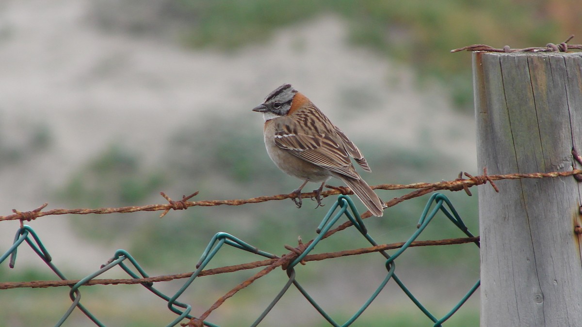 Rufous-collared Sparrow - ML66100891