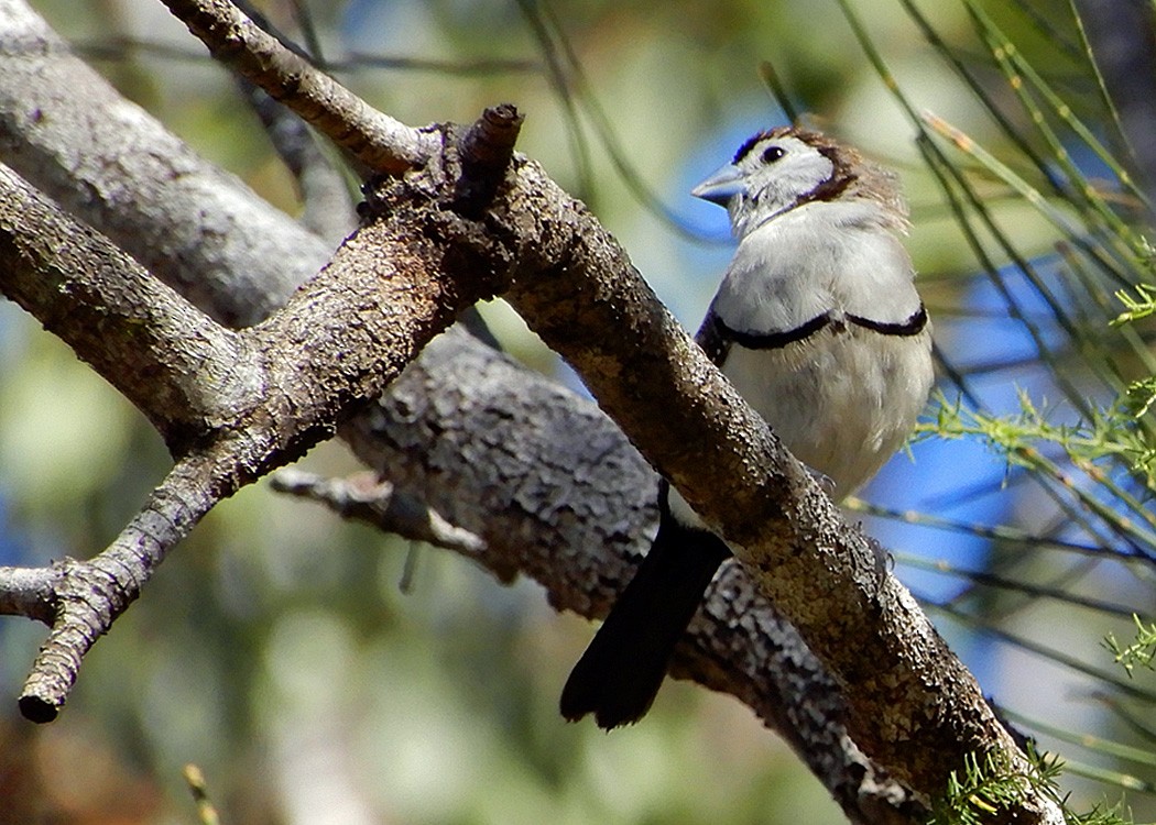 Double-barred Finch - Mark Thomson