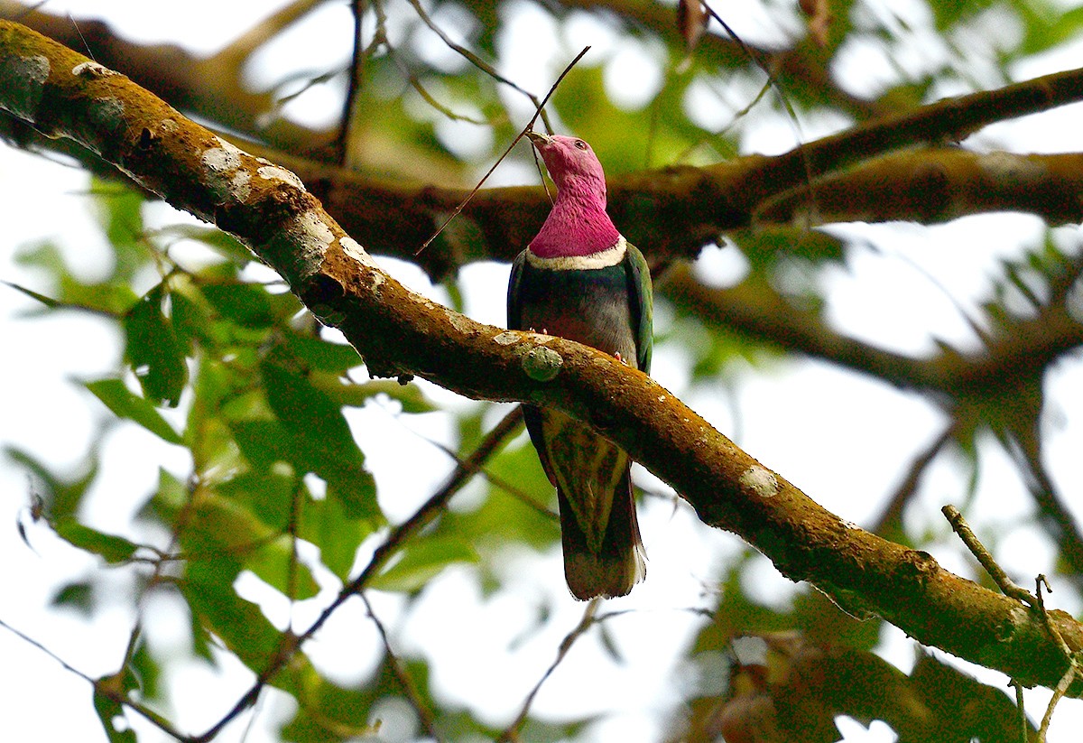 Pink-headed Fruit-Dove - Chaiyan Kasorndorkbua
