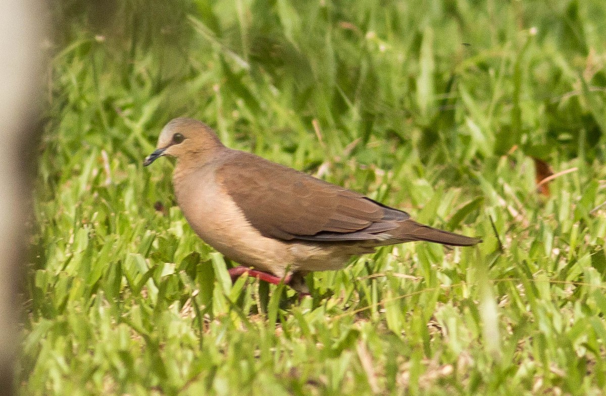 Gray-fronted Dove - ML66105251
