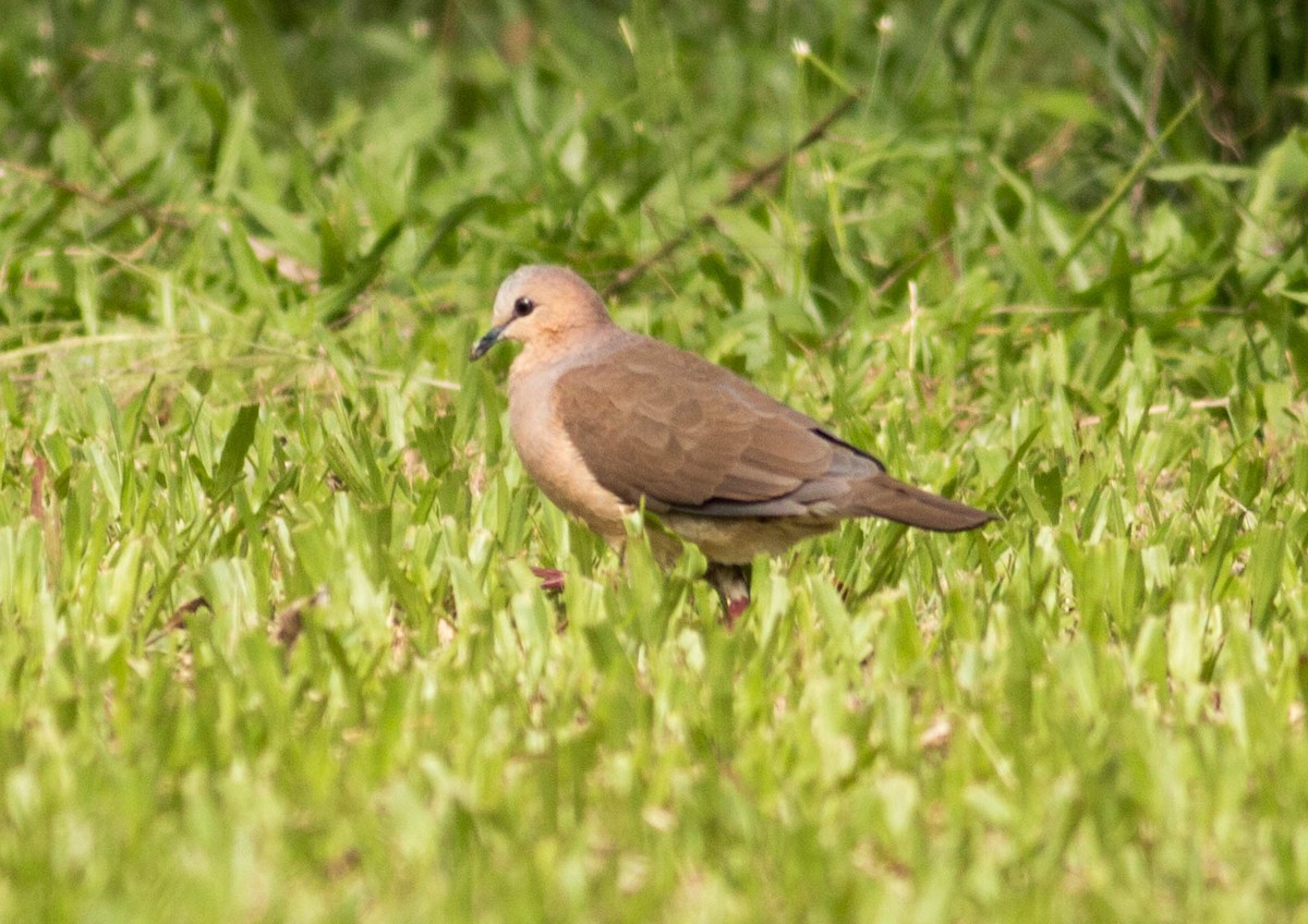 Gray-fronted Dove - ML66105261