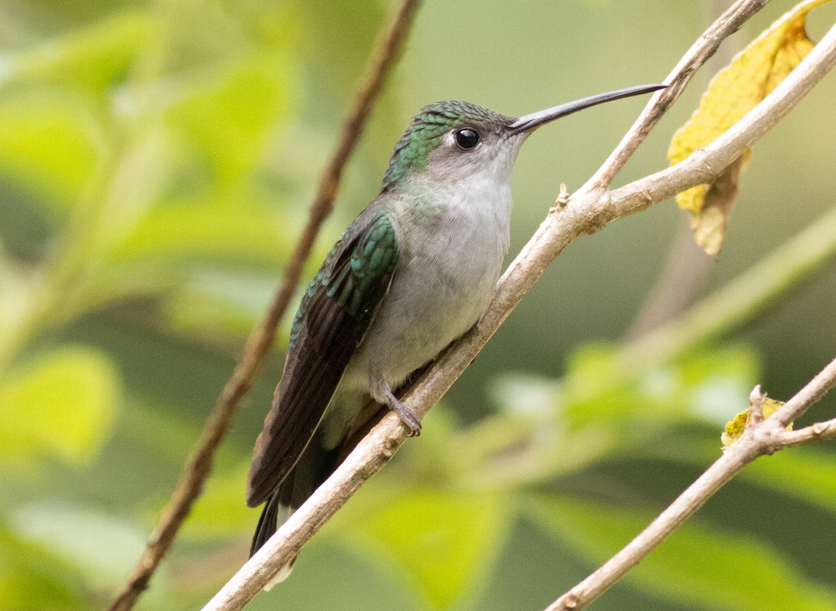 kolibřík šedoprsý - ML66105641