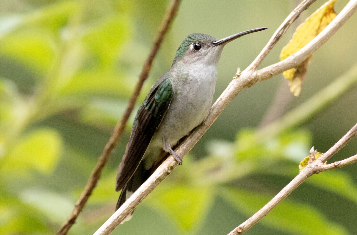 kolibřík šedoprsý - ML66105651