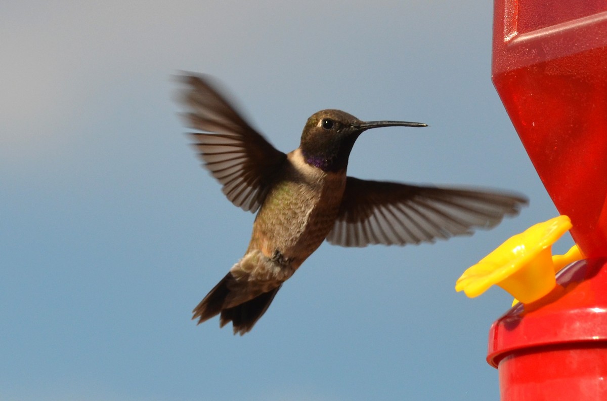 Black-chinned Hummingbird - ML66105701