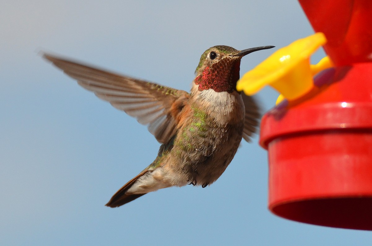 Broad-tailed Hummingbird - Kevin Lapp