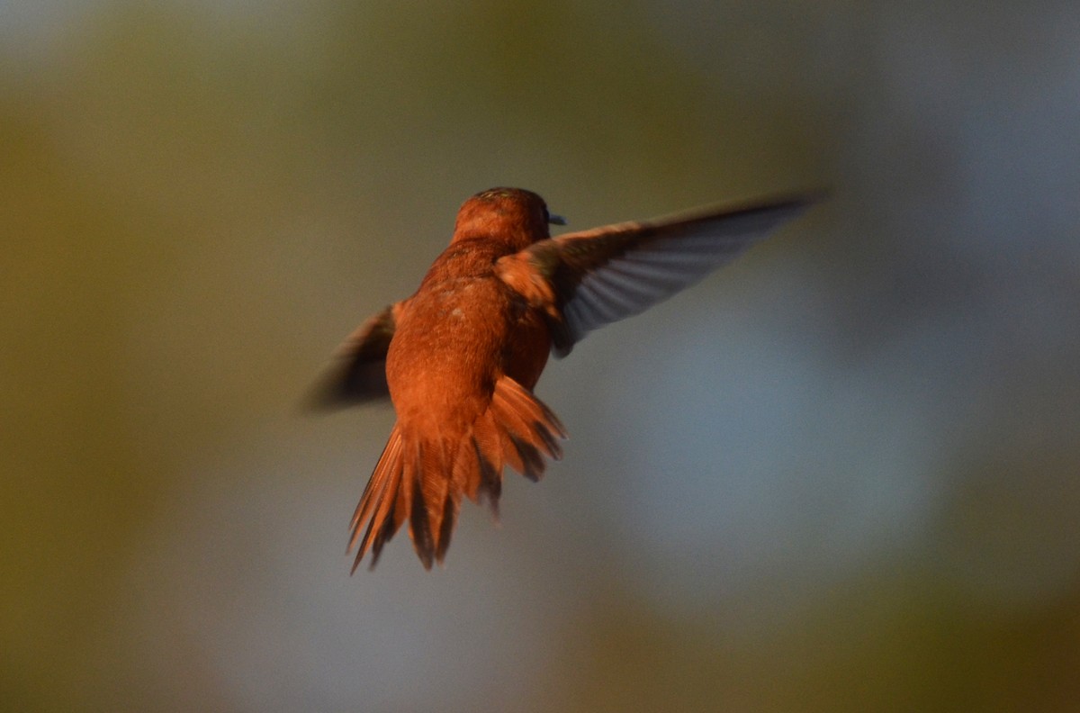 Rufous Hummingbird - ML66105721