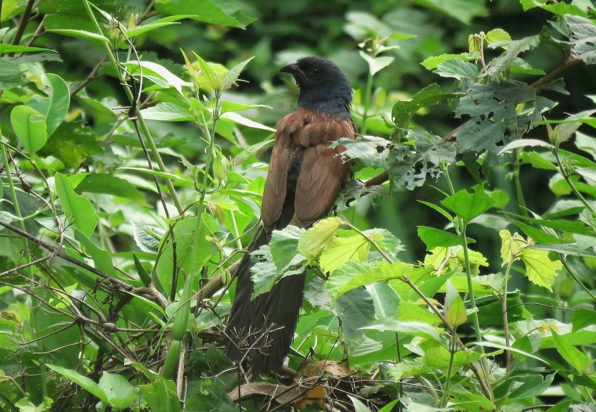 Lesser Coucal - Adhithyan NK