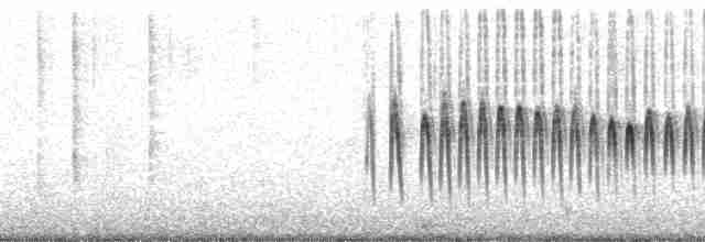 Kestane Kanatlı Sinklot - ML66108