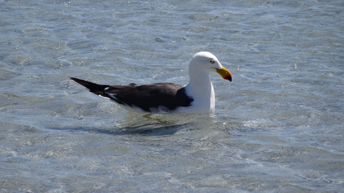 Pacific Gull - Jesse Golden