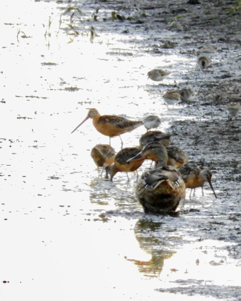 Long-billed Dowitcher - ML66109091