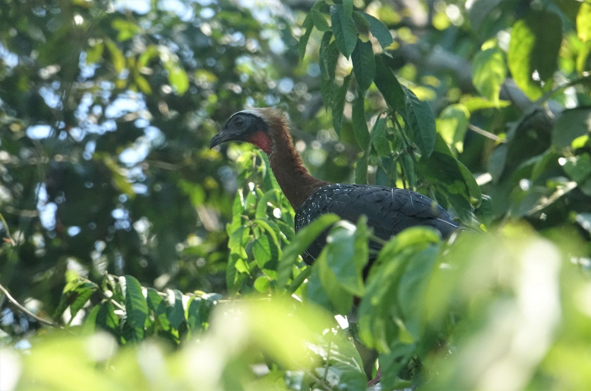White-crested Guan - ML66109151