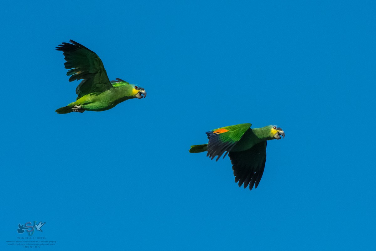 Orange-winged Parrot - Wendell SJ Reyes