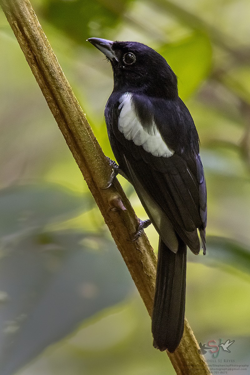 White-shouldered Tanager - ML66111761