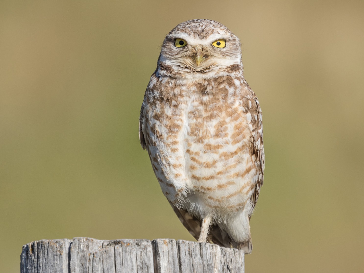 Burrowing Owl - Ken Chamberlain