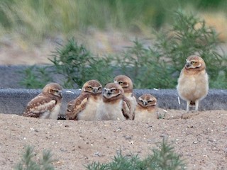  - Burrowing Owl