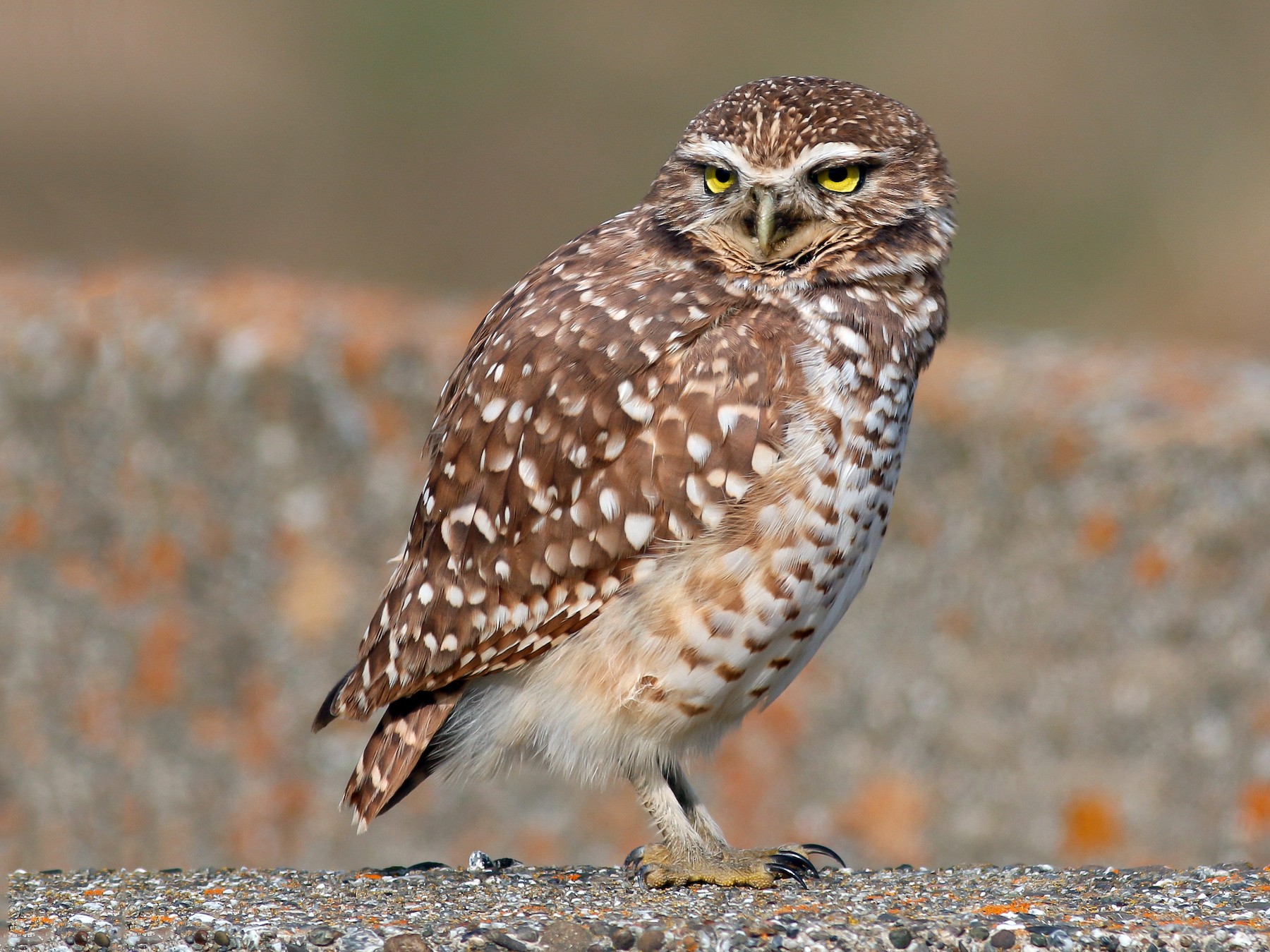 burrowing owl