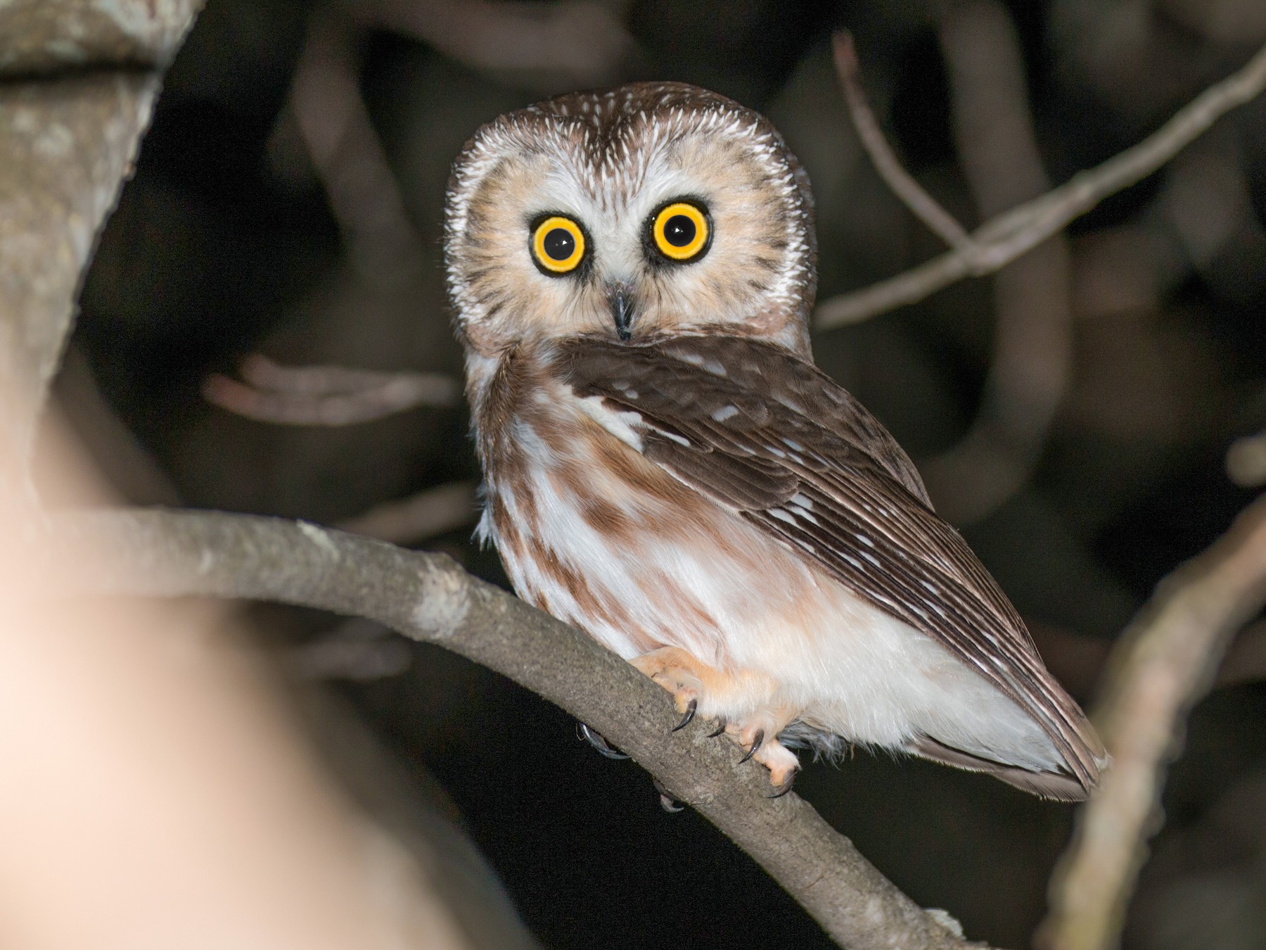 Northern Saw-whet Owl - Gates Dupont