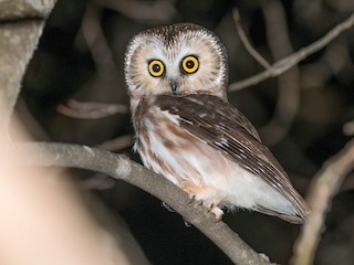 アメリカキンメフクロウ - eBird