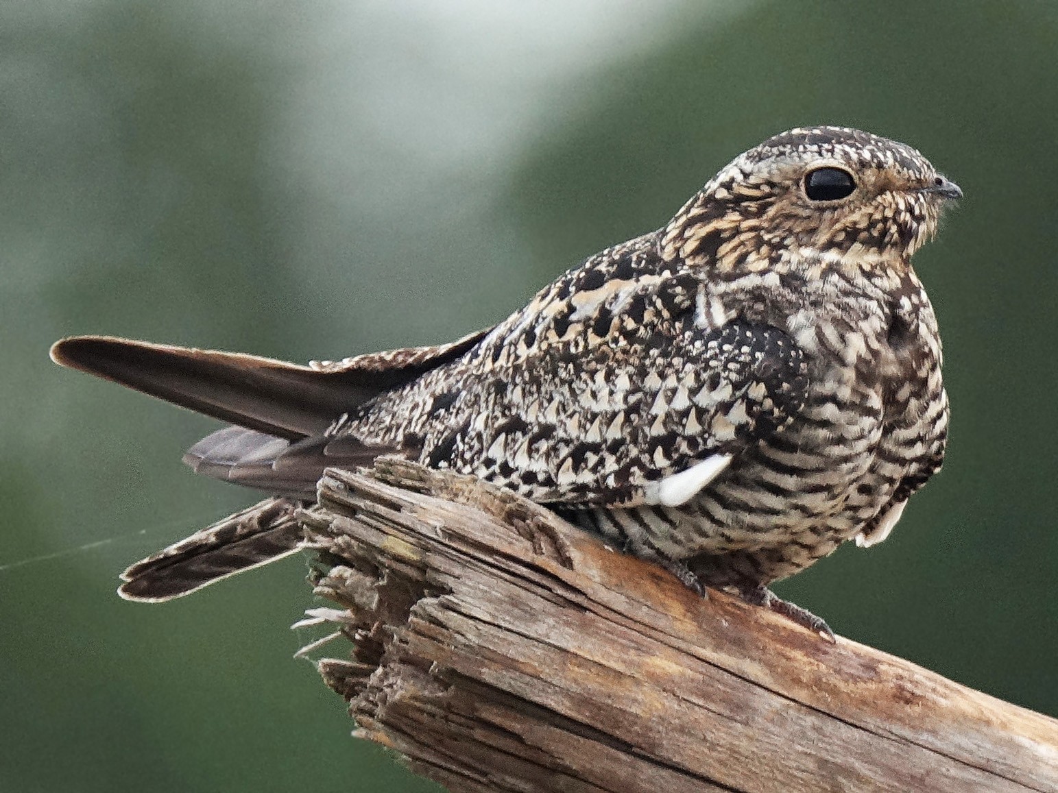 Common Nighthawk Juvenile