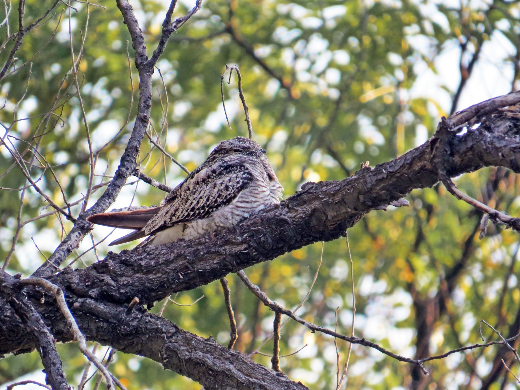 Common Nighthawk - Matt Hofeditz