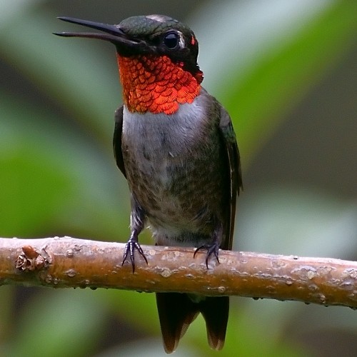 Ruby-throated Hummingbird - M & C S