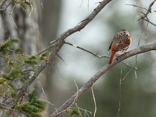  - Fox Sparrow (Red)