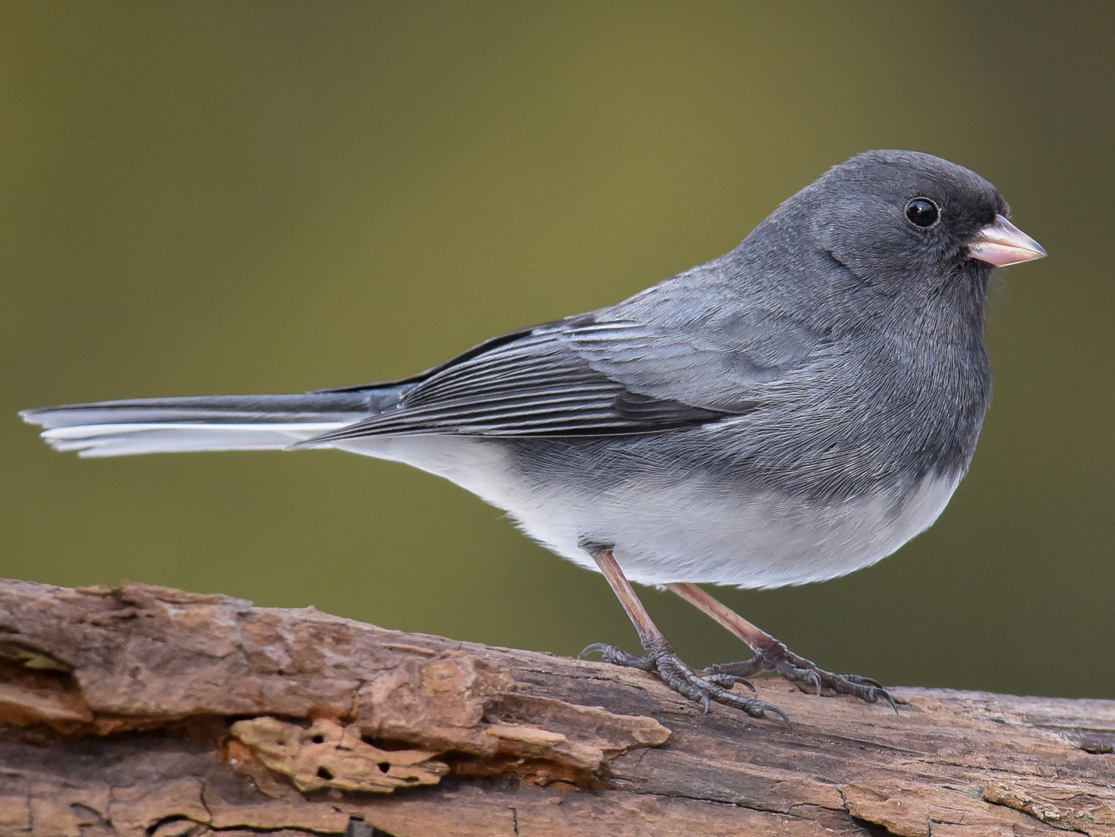 Dark-eyed Junco - Scott Martin