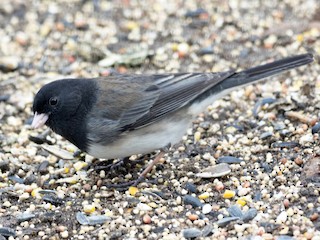  - Dark-eyed Junco (cismontanus)