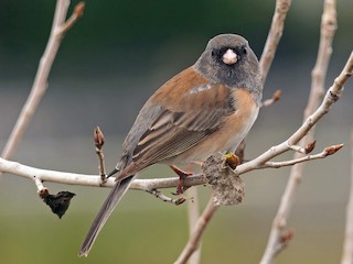 Самка/молодая птица (Oregon) - Robert Hamilton - ML66115771