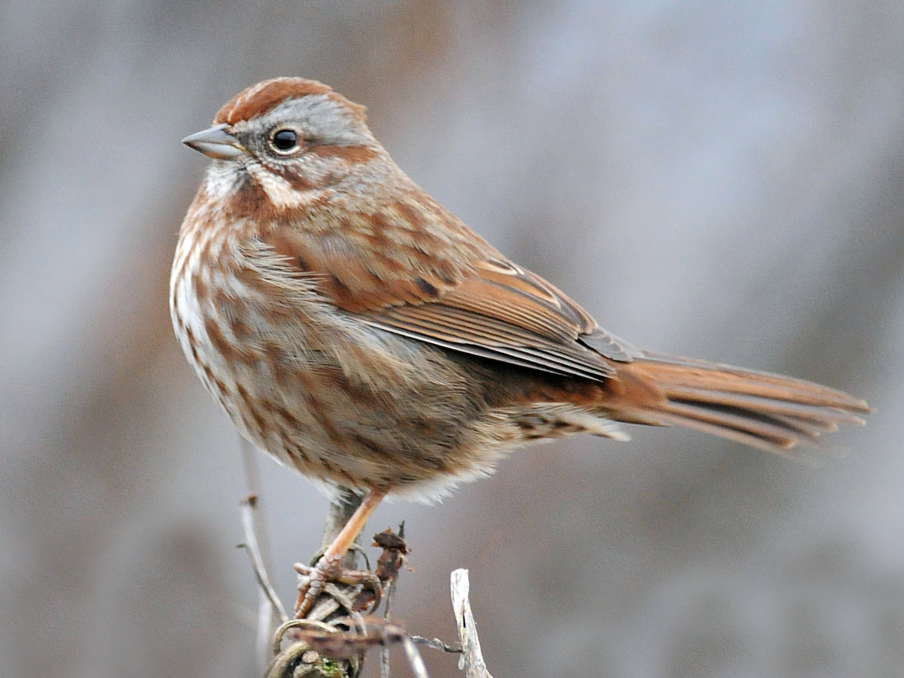 Song Sparrow - Steven Mlodinow