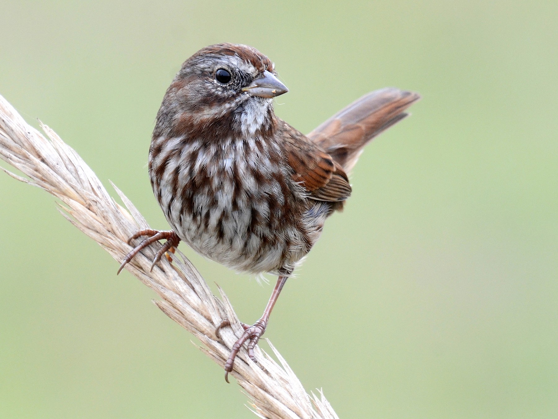 Song Sparrow Male And Female