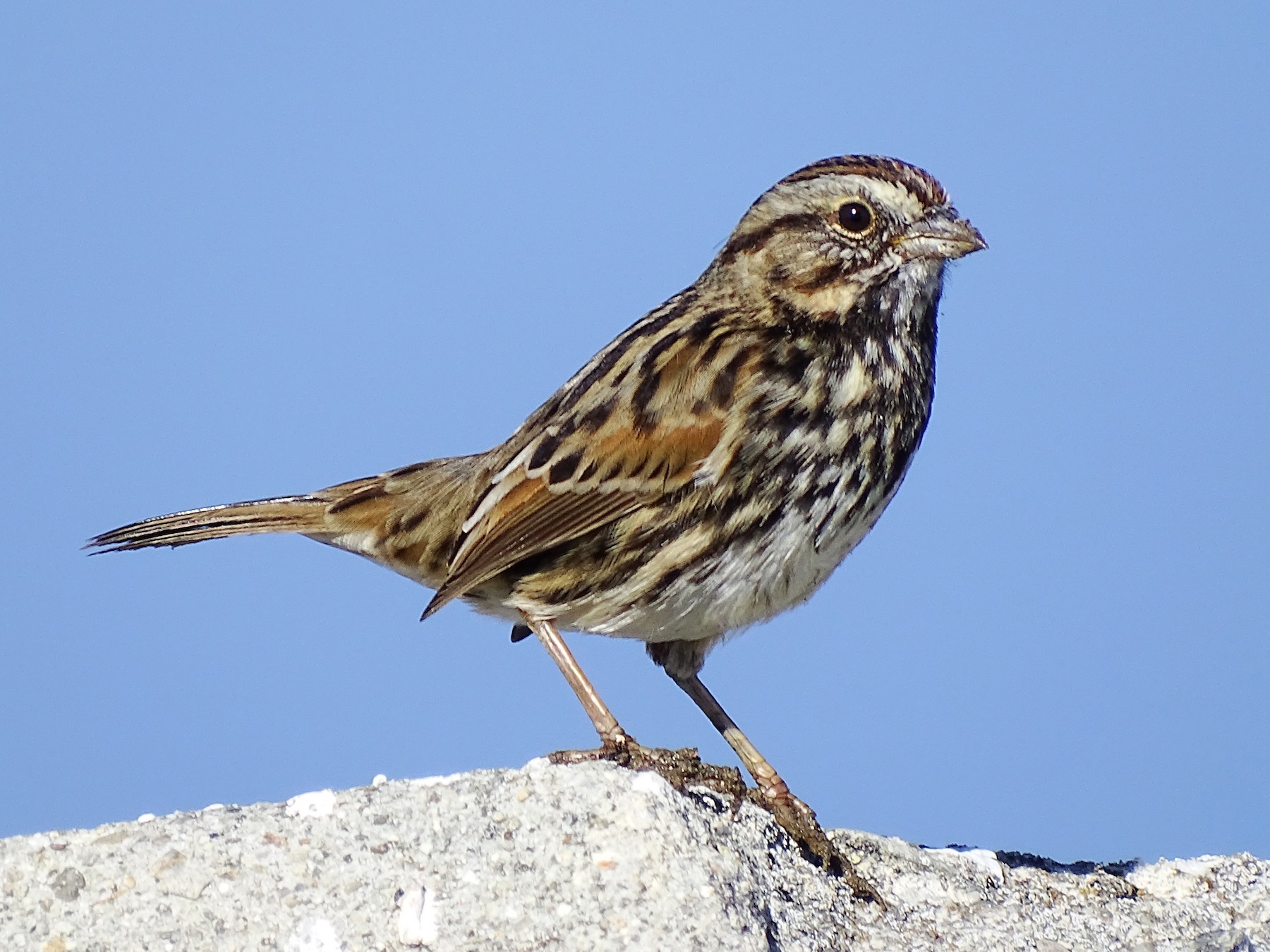 Song Sparrow Male And Female