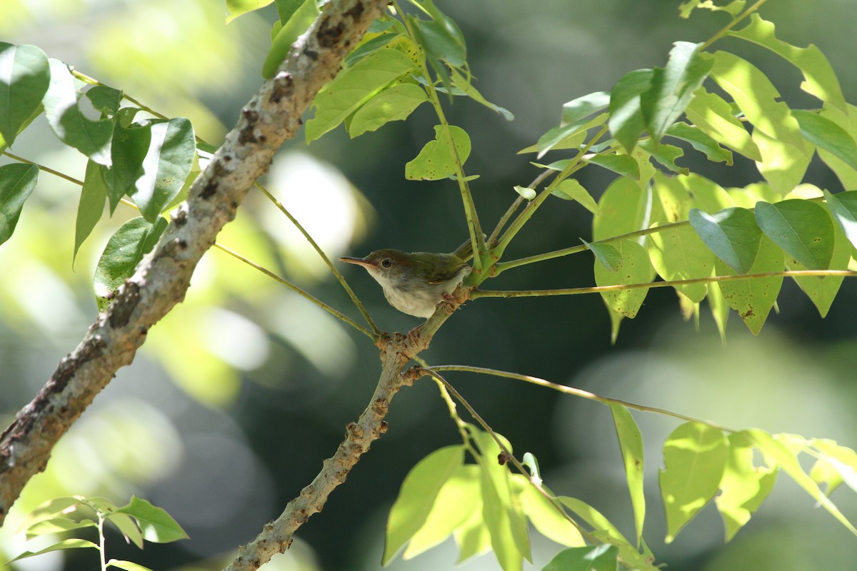 Common Tailorbird - Koji ICHIYAMA