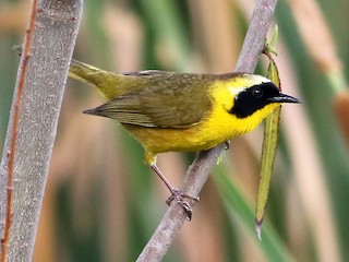 雄成鳥 (chapalensis) - Andrew Spencer - ML66117581